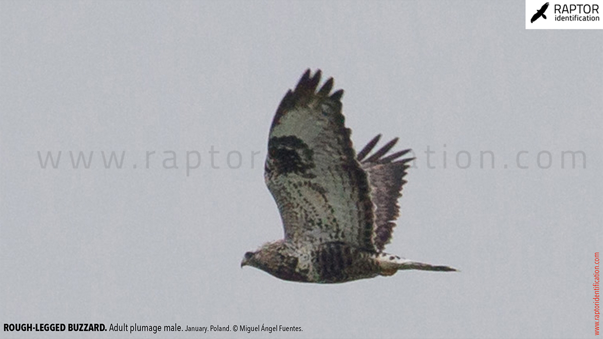 Rough-legged-buzzard-male-adult-identification-buteo-lagopus