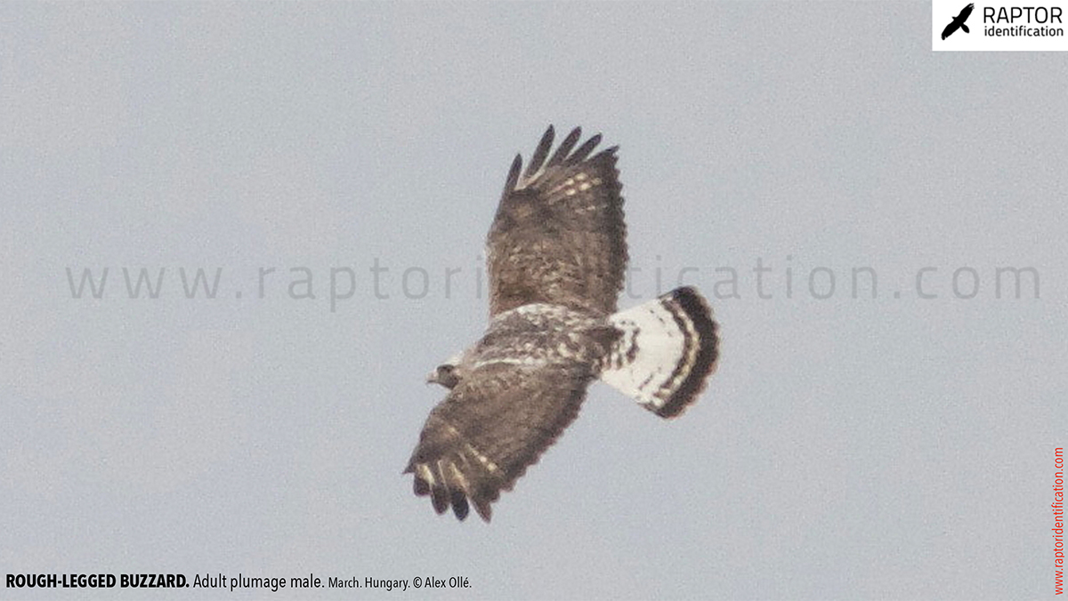 Rough-legged-buzzard-male-adult-identification-buteo-lagopus