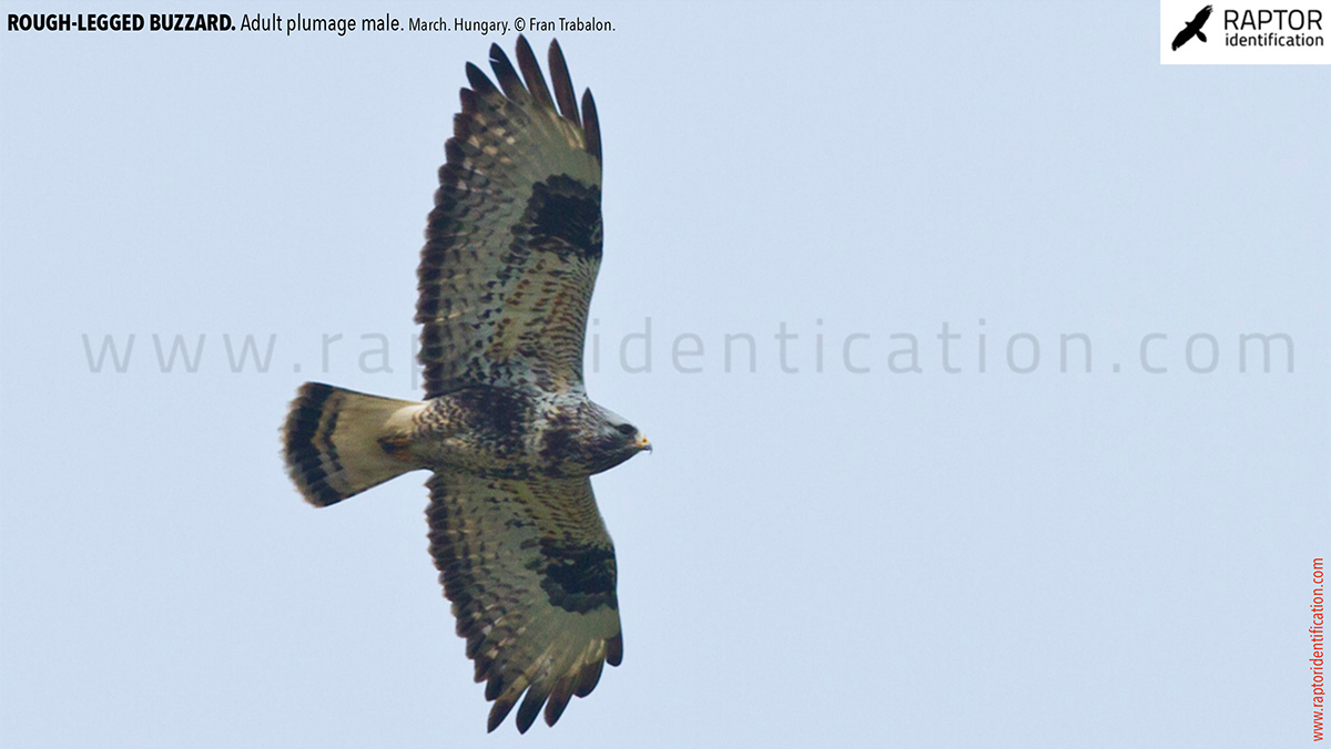 Rough-legged-buzzard-male-adult-identification-buteo-lagopus