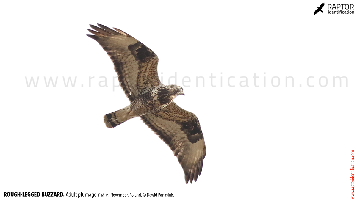 Rough-legged-buzzard-male-adult-identification-buteo-lagopus