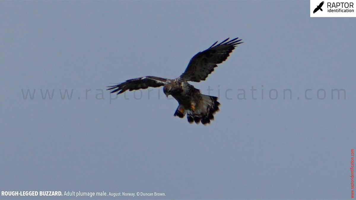 Rough-legged-buzzard-male-adult-identification-buteo-lagopus