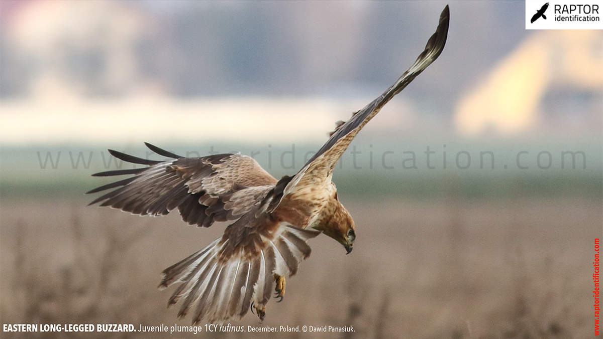 Buteo-rufinus-rufinus-juvenile-plumage-identification