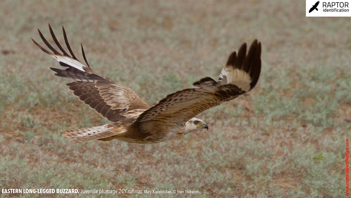 Buteo-rufinus-rufinus-juvenile-plumage-identification