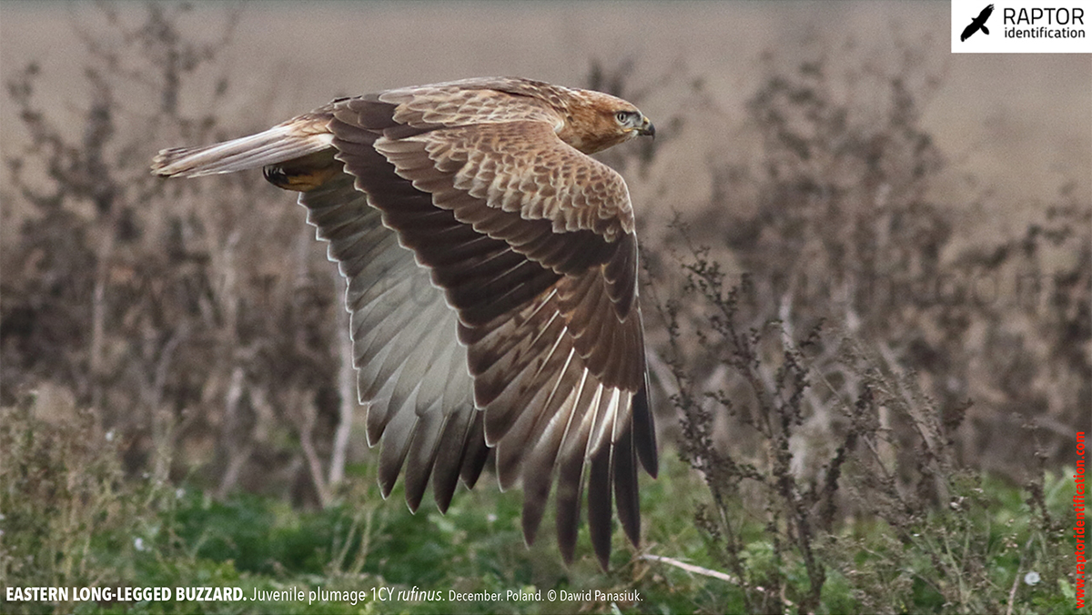 Buteo-rufinus-rufinus-juvenile-plumage-identification