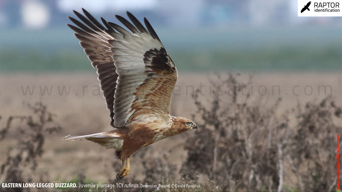 Buteo-rufinus-rufinus-juvenile-plumage-identification