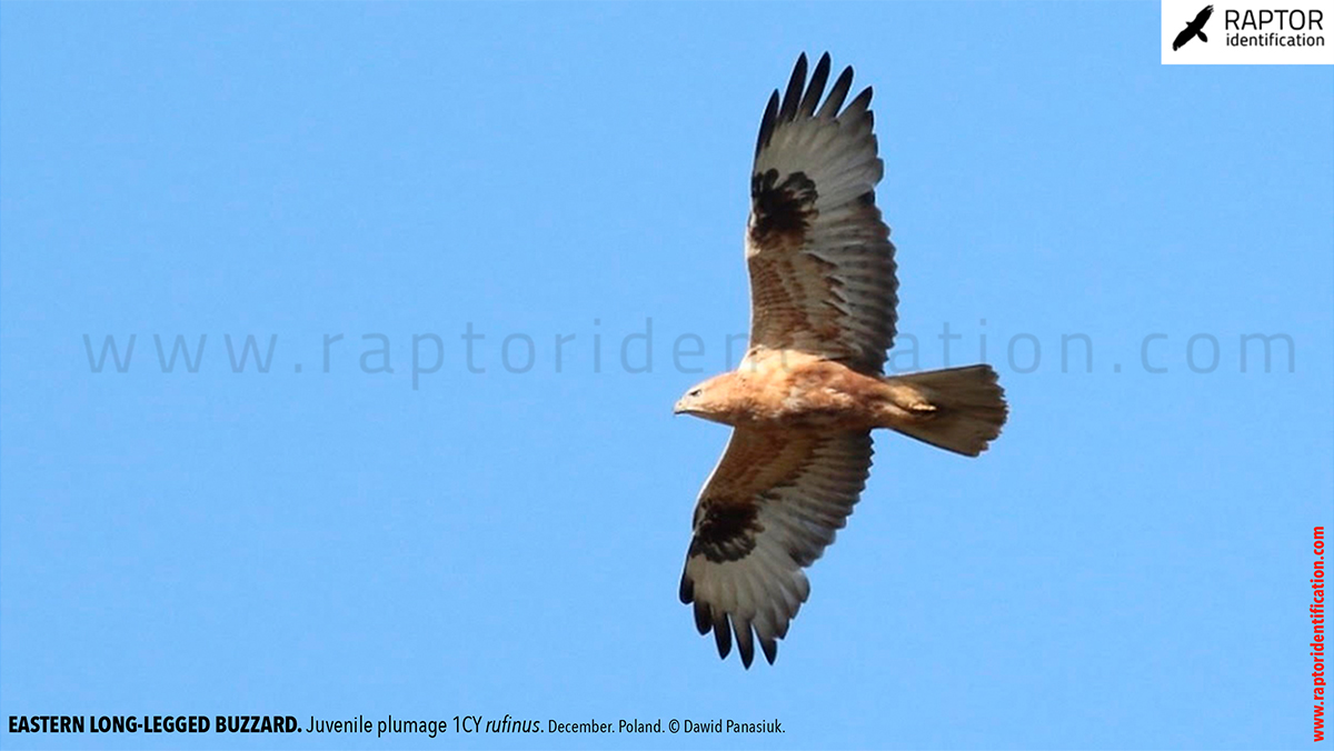 Buteo-rufinus-rufinus-juvenile-plumage-identification