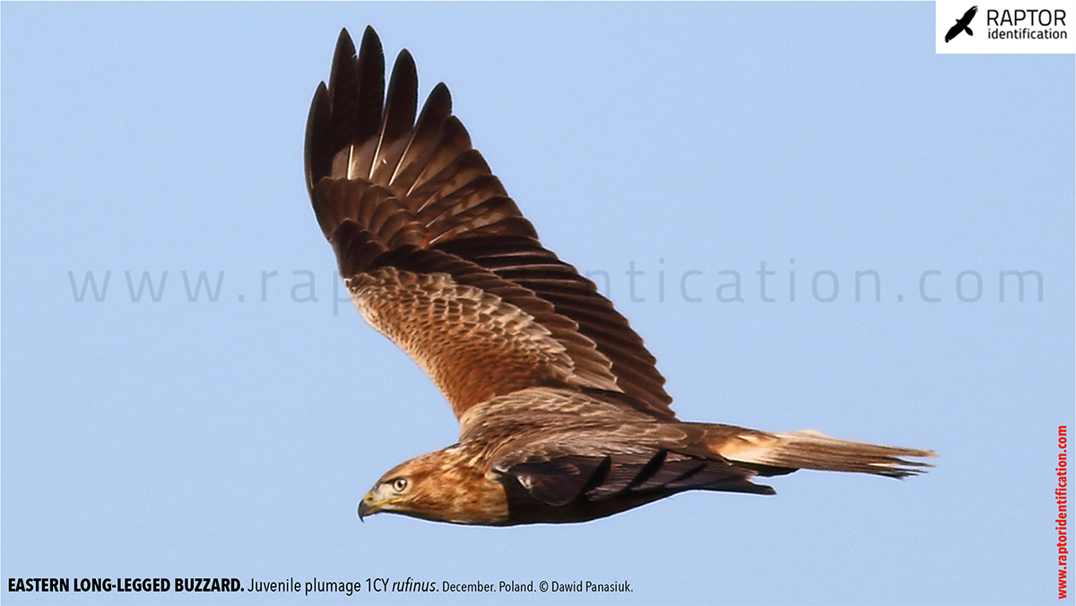 Buteo-rufinus-rufinus-juvenile-plumage-identification