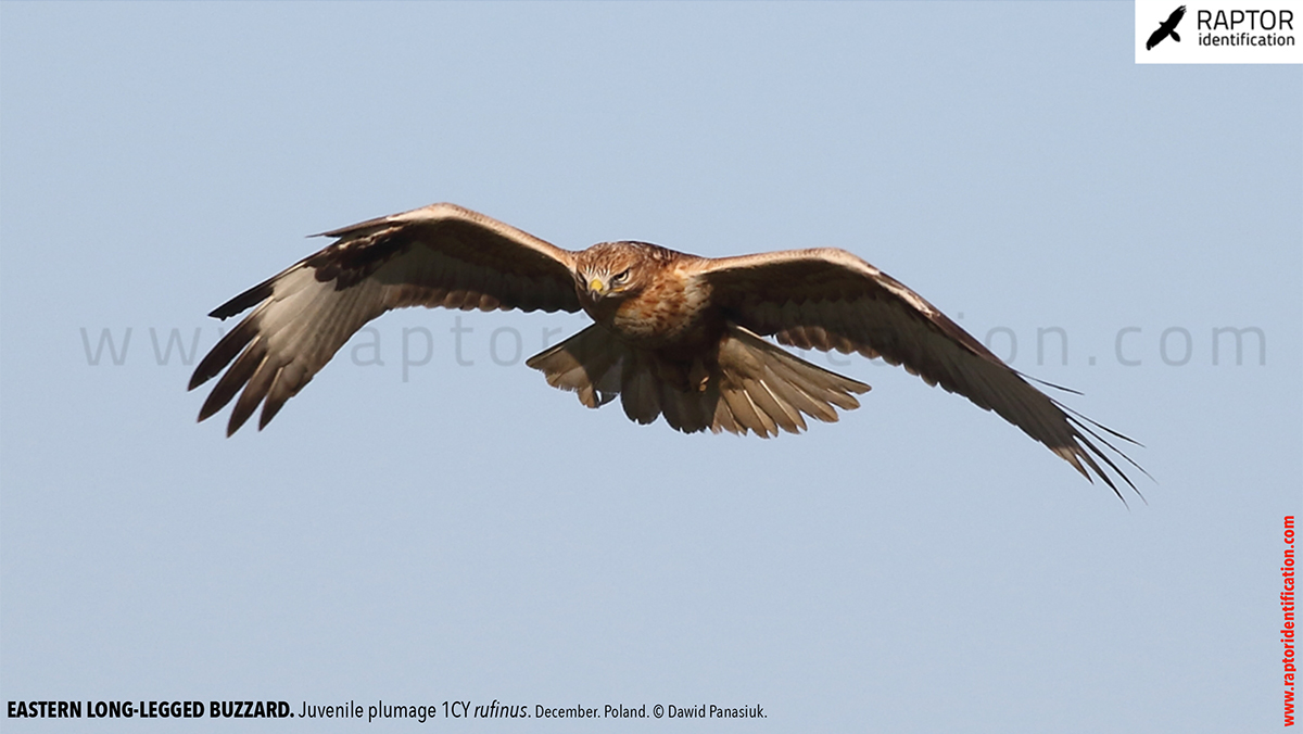 Buteo-rufinus-rufinus-juvenile-plumage-identification