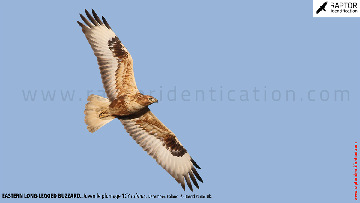Buteo-rufinus-rufinus-juvenile-plumage-identification
