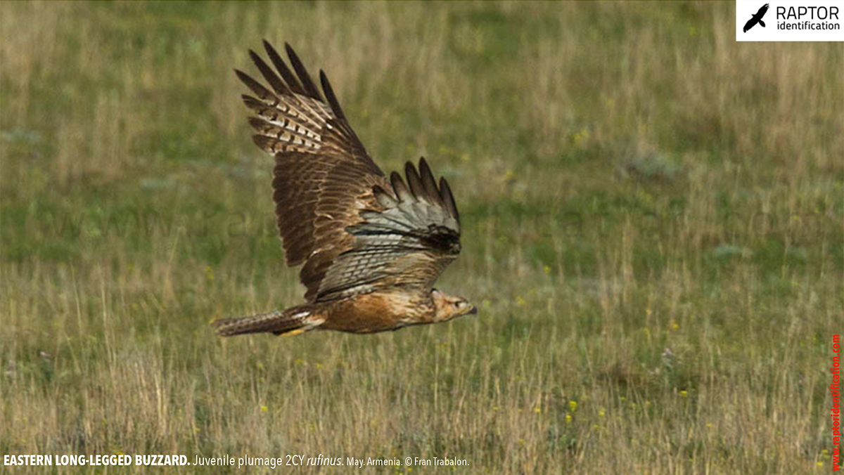 Buteo-rufinus-rufinus-juvenile-plumage-identification