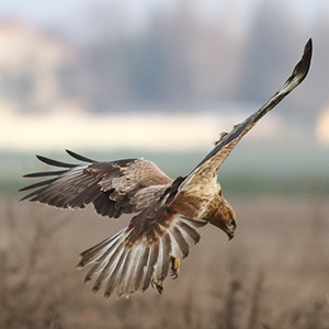 Buteo-rufinus-rufinus-juvenile-plumage-identification