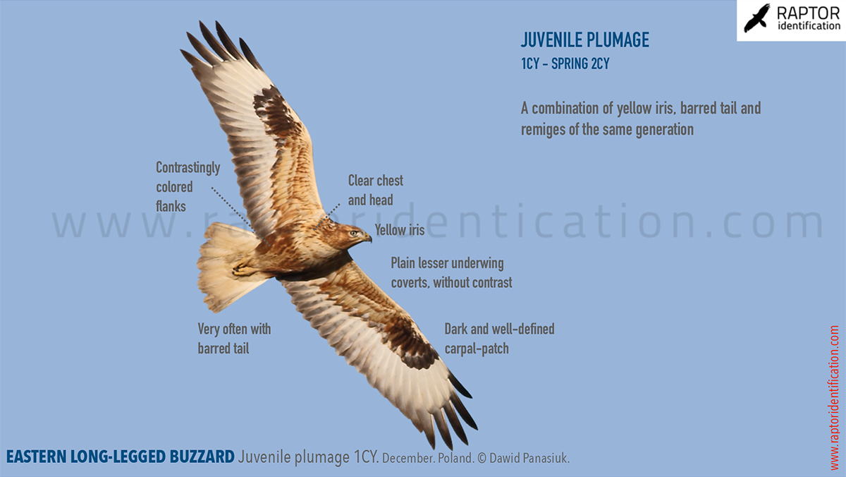 Eastern-Long-legged-Buzzard-Juvenile-identification