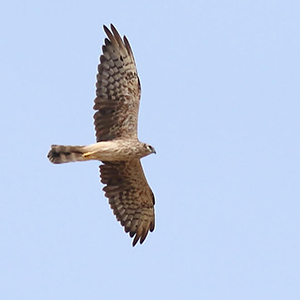 Montagu's-Harrier-2nd-plumage-female-identification