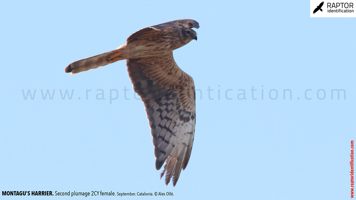 Montagu's-Harrier-2nd-plumage-female-identification