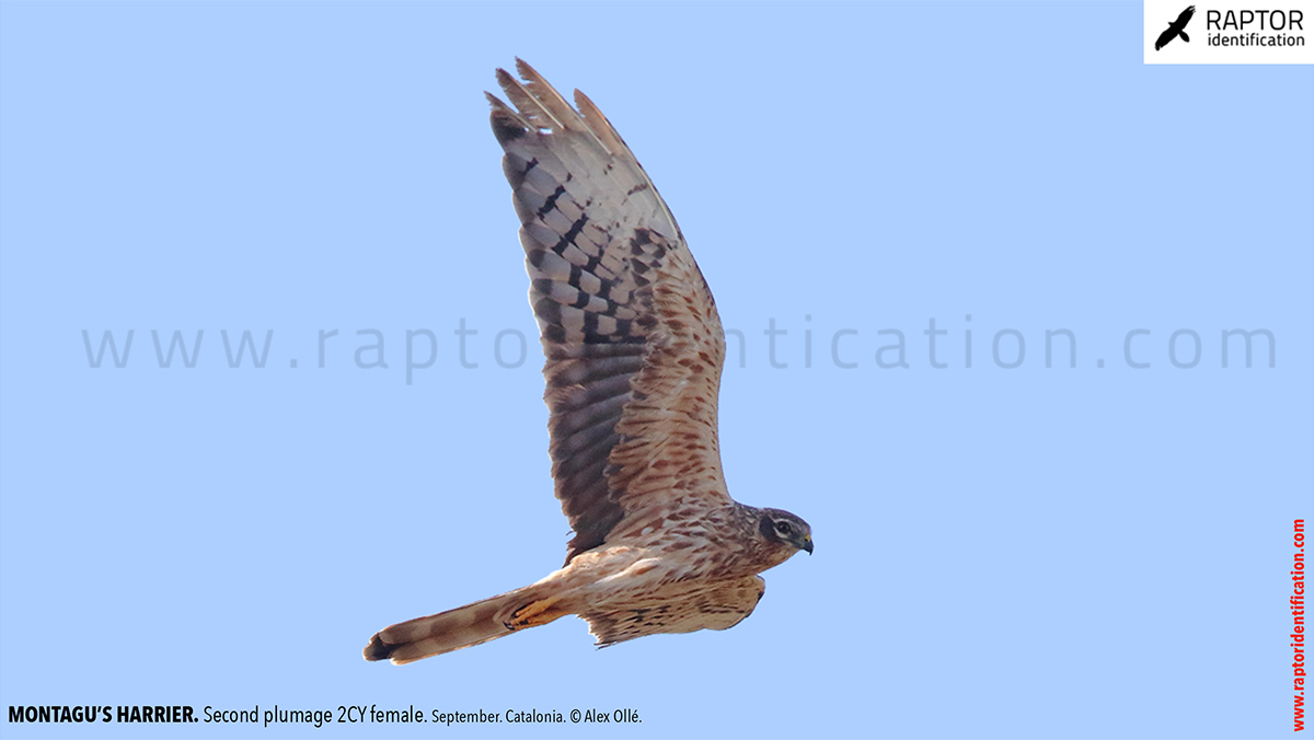 Montagu's-Harrier-2nd-plumage-female-identification