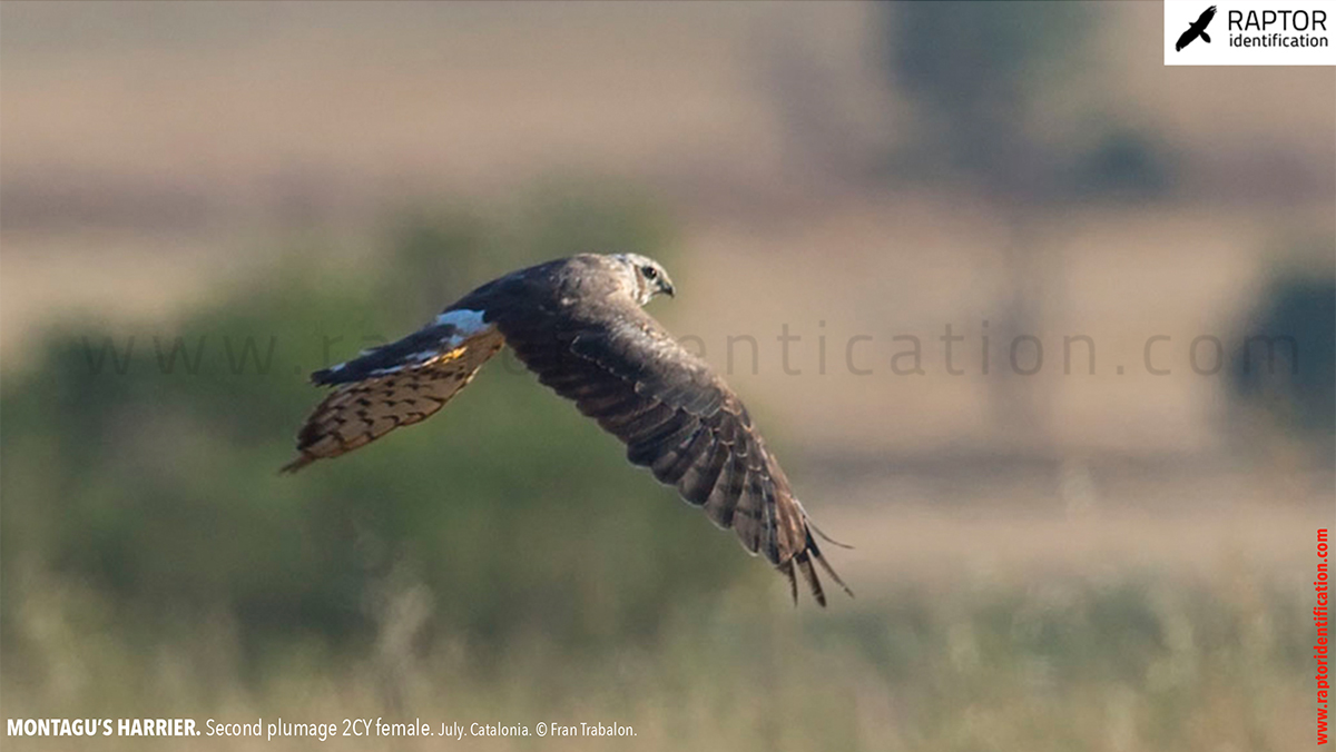 Montagu's-Harrier-2nd-plumage-female-identification