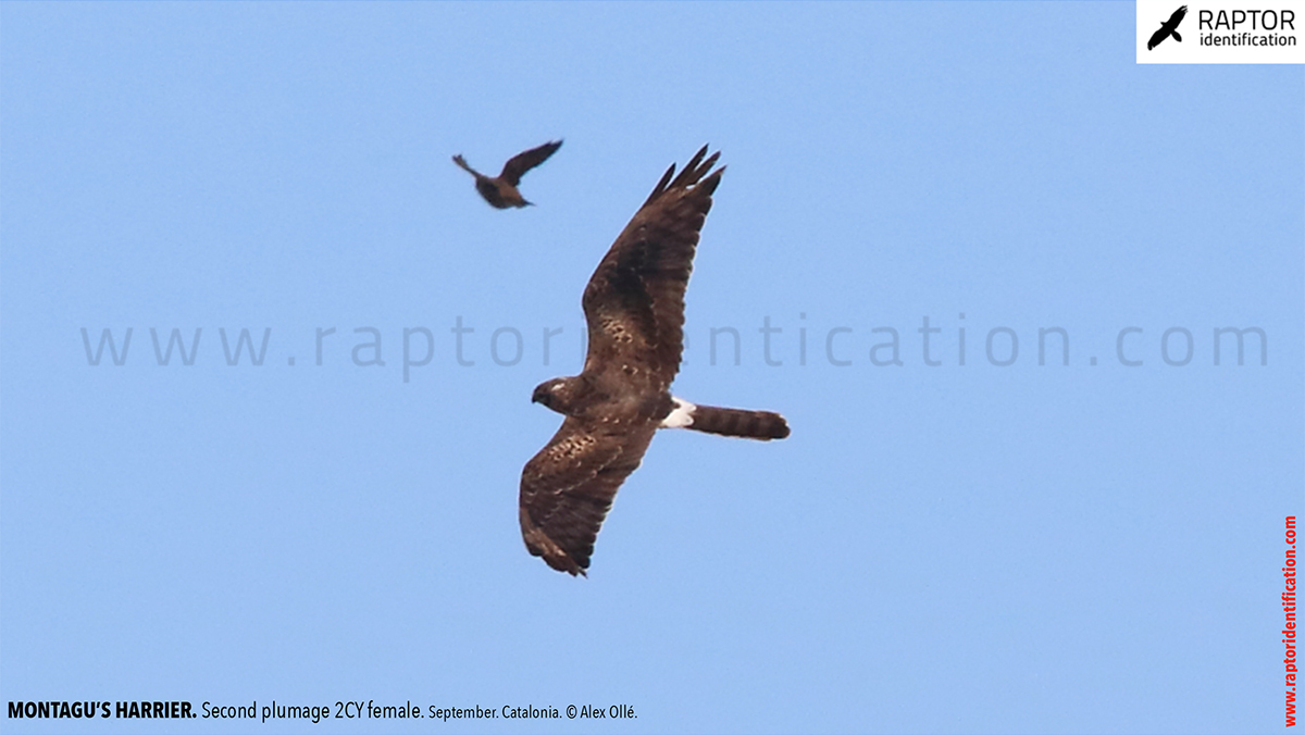 Montagu's-Harrier-2nd-plumage-female-identification