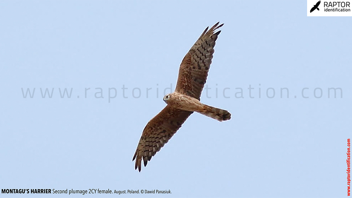 Montagu's-Harrier-2nd-plumage-female-identification