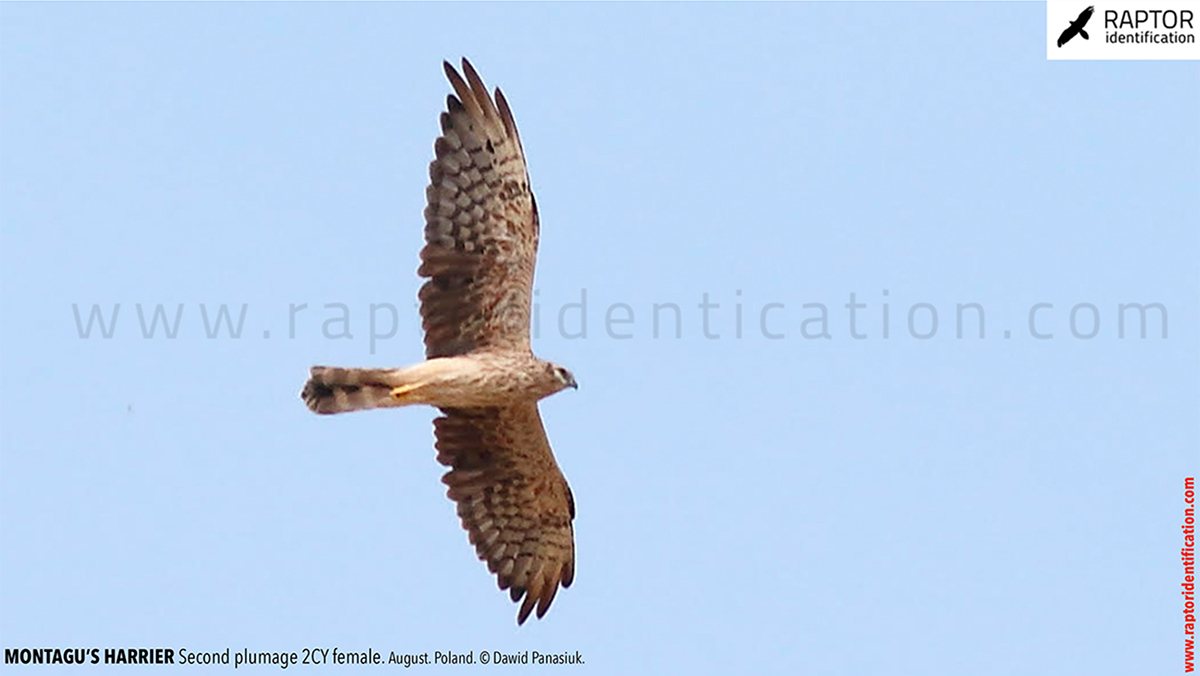 Montagu's-Harrier-2nd-plumage-female-identification