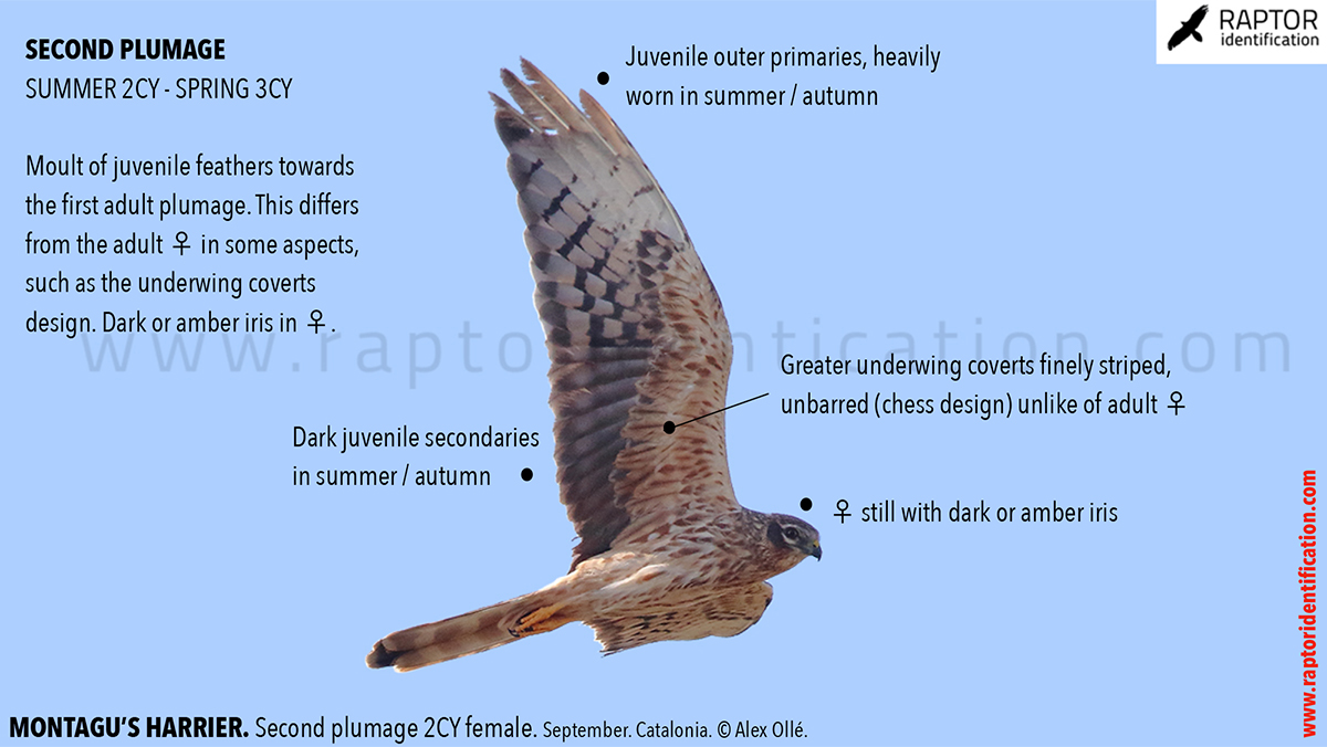 Montagu's-Harrier-2nd-plumage-female-identification