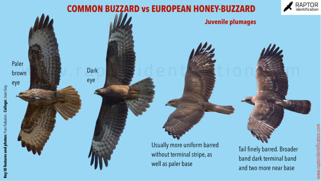 Common-Buzzard-vs-European-Honey-Buzzard-in-juvenile-Plumage