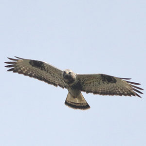 Rough-legged-buzzard-male-adult-identification-buteo-lagopus