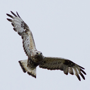 Rough-legged-buzzard-female-adult-identification-buteo-lagopus