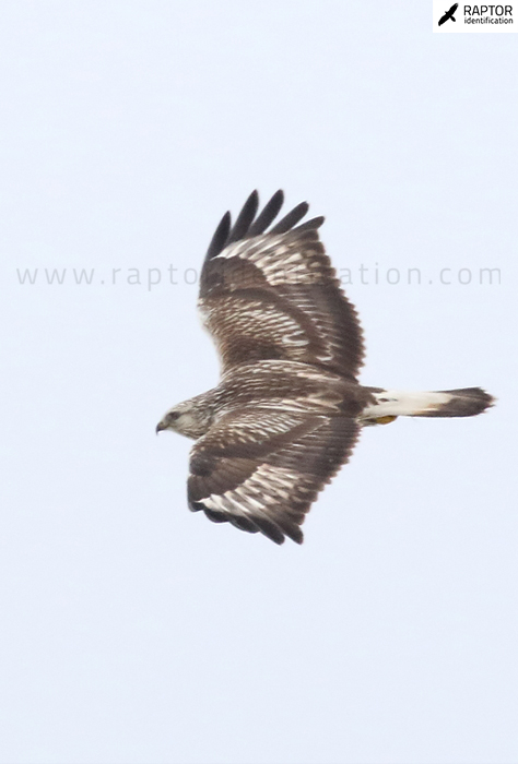 Buteo-lagopus-juvenile-plumage-rough-legged-buzzard