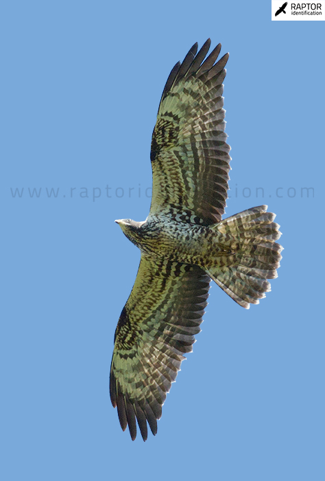 Common-Buzzard-vs-European-Honey-Buzzard-in-juvenile-Plumage