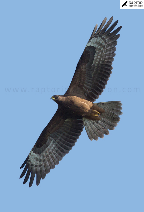 Common-Buzzard-vs-European-Honey-Buzzard-in-juvenile-Plumage