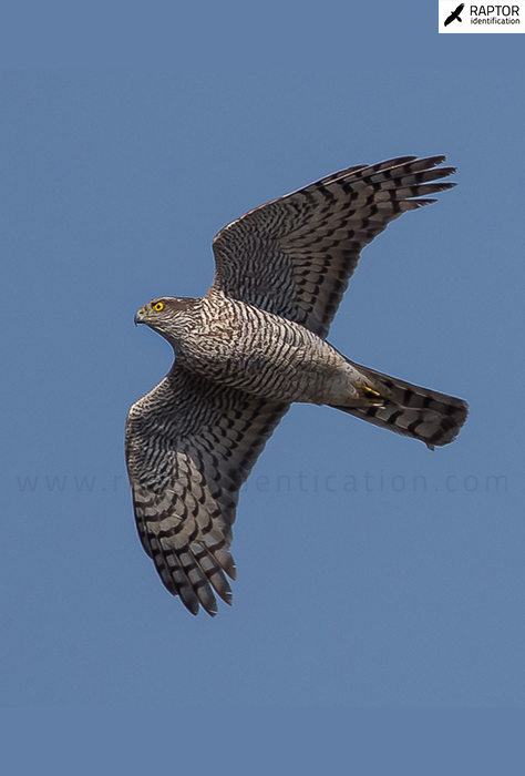 Northern-Goshawk-identification