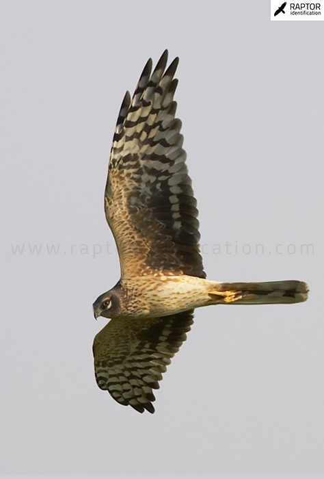 Pallid-harrier-identification-circus-macrourus