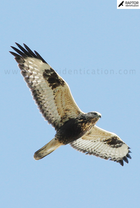 Buteo-lagopus-juvenile-plumage-rough-legged-buzzard-common-buzzard