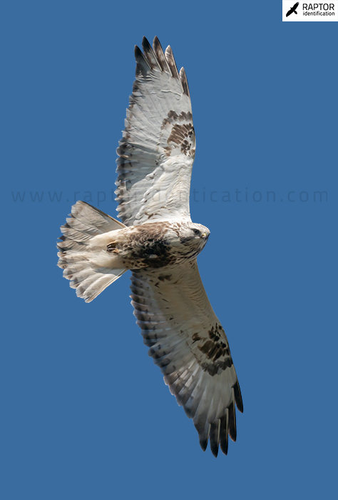 Rough-legged-buzzard-identification-buteo-lagopus