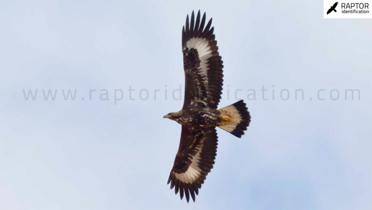 Golden Eagle – Raptor Identification – The complete raptors guide
