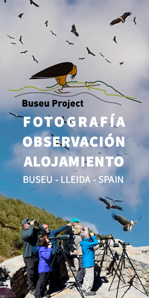Buseu project