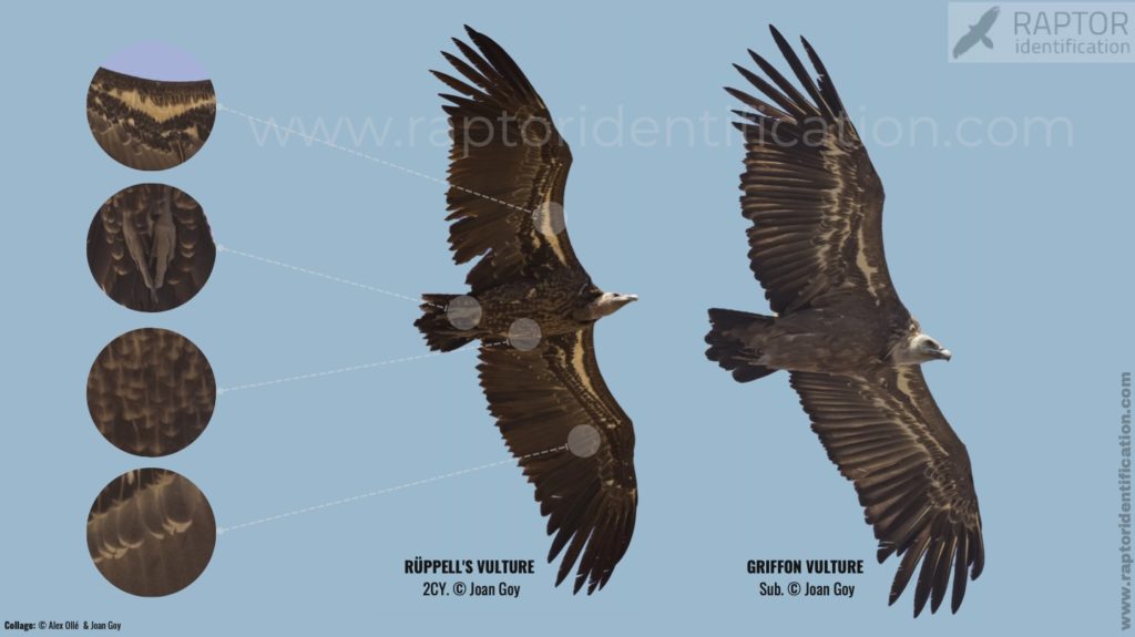 collage-vulture-gyps-rupell-fulvus
