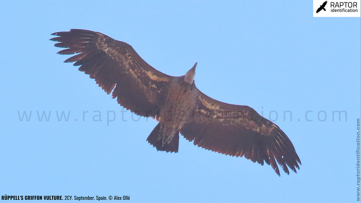 rupell-vulture-identification