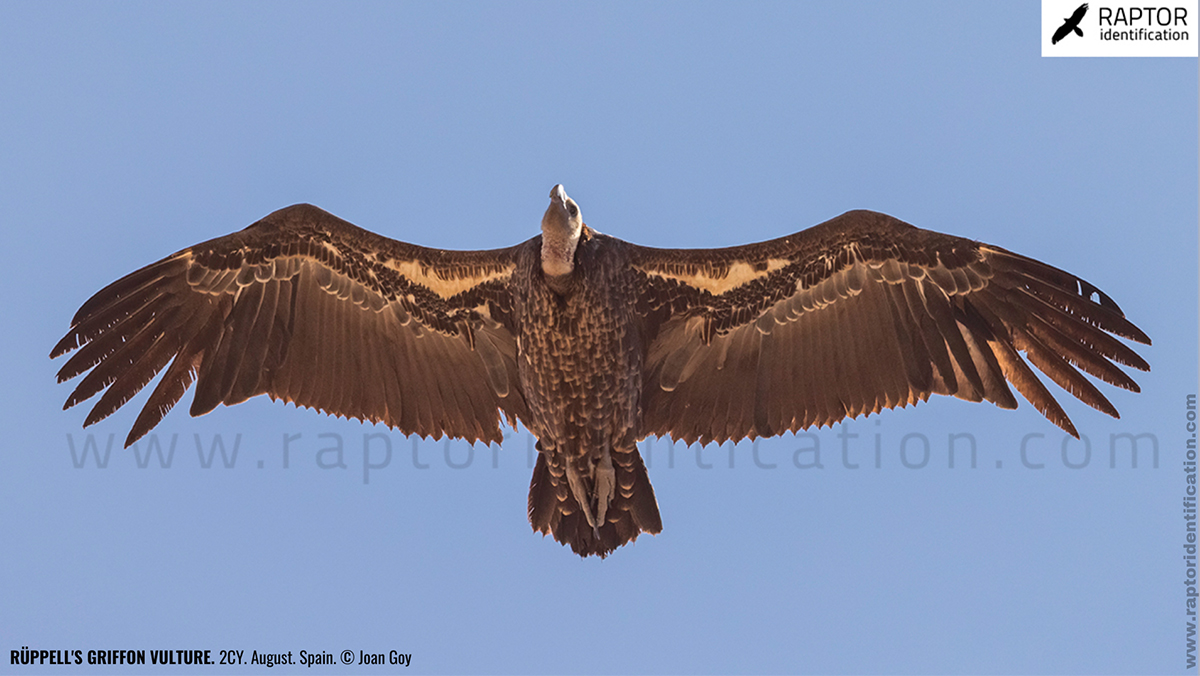 rupell-vulture-identification