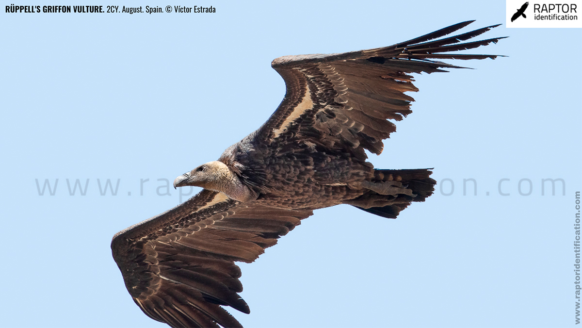 rupell-vulture-identification