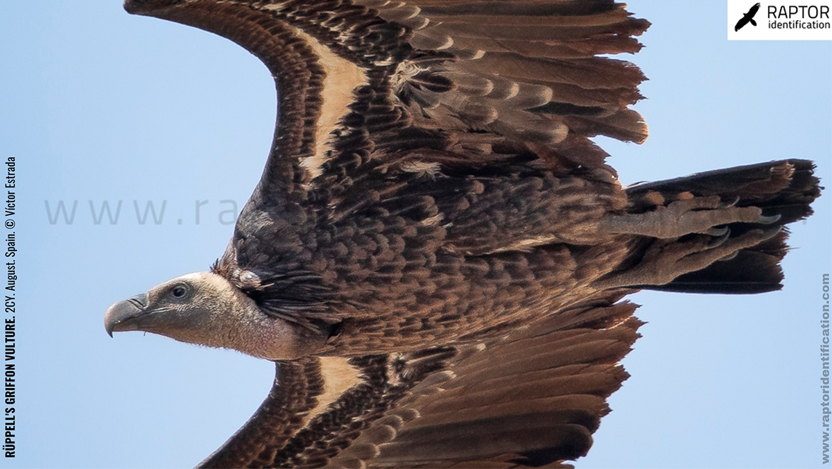 rupell-vulture-identification