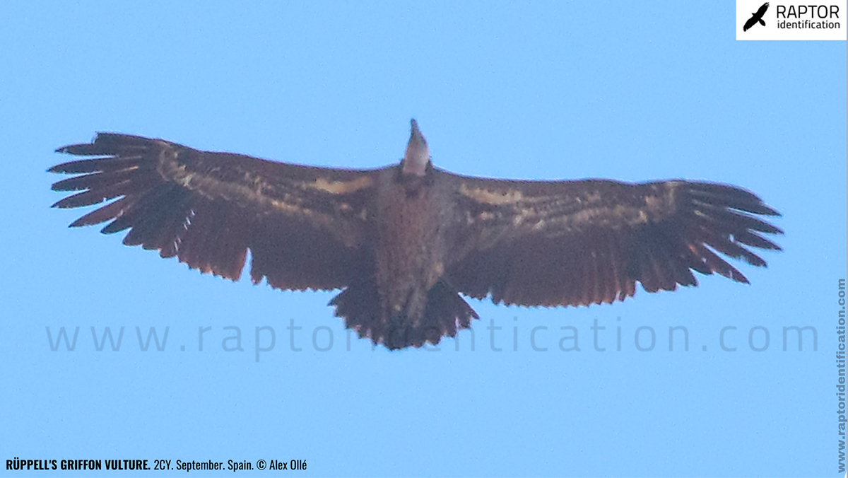 rupell-vulture-identification