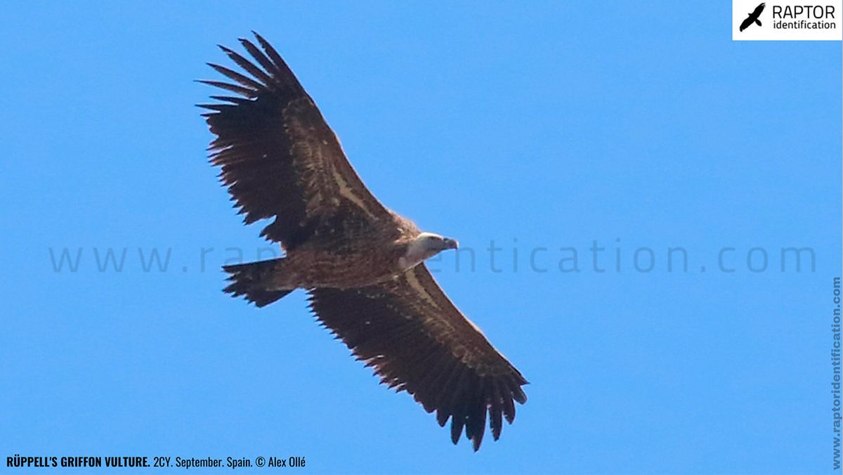 rupell-vulture-identification