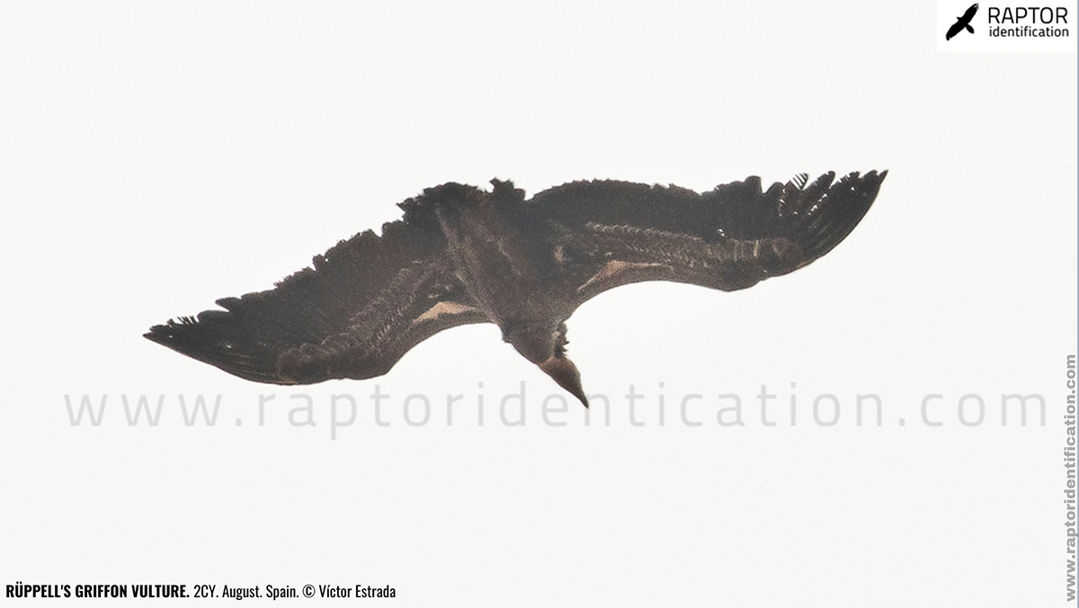 rupell-vulture-identification