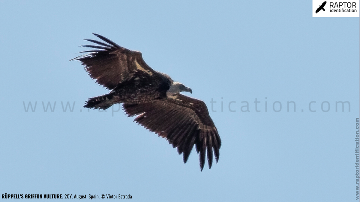 rupell-vulture-identification