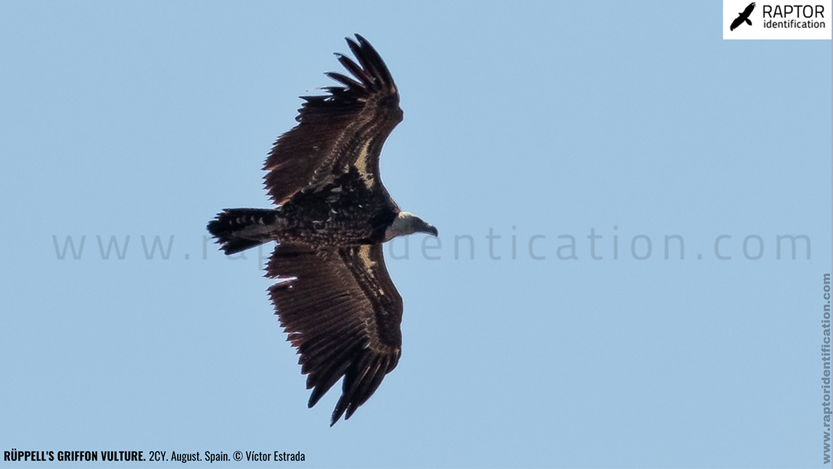 rupell-vulture-identification