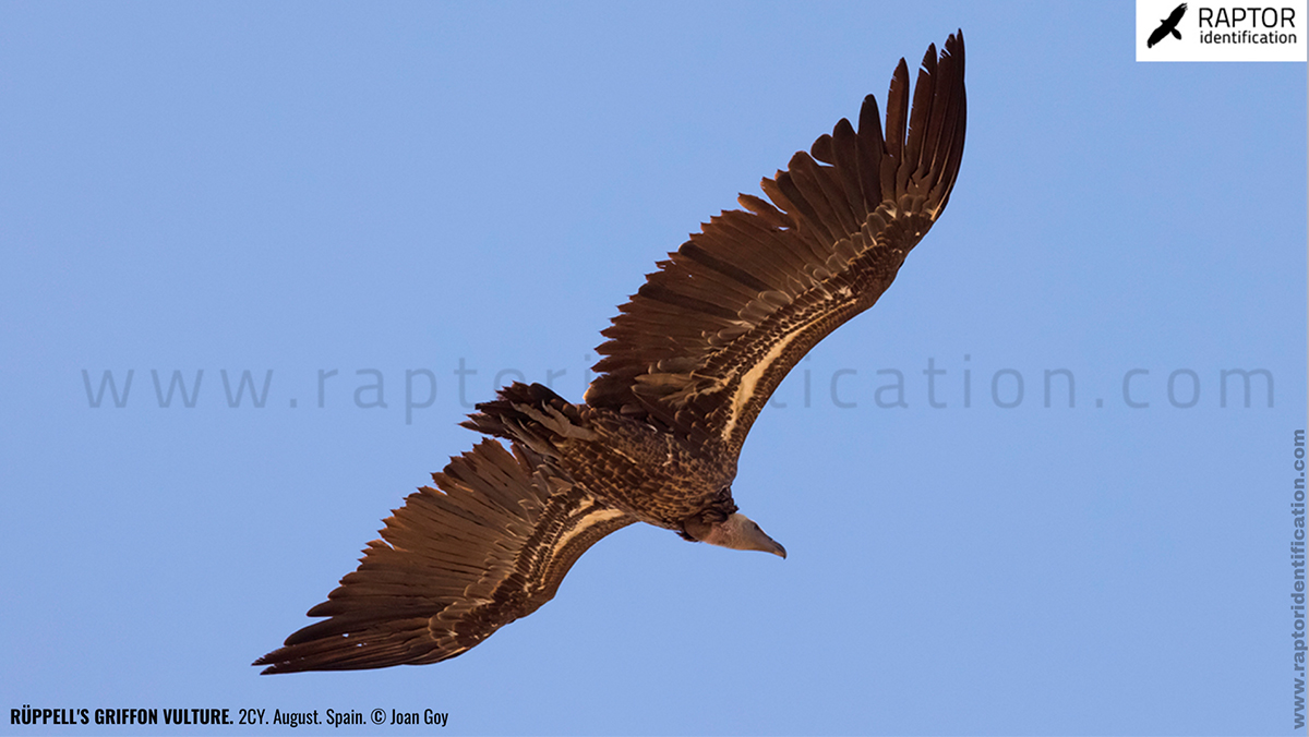 rupell-vulture-identification