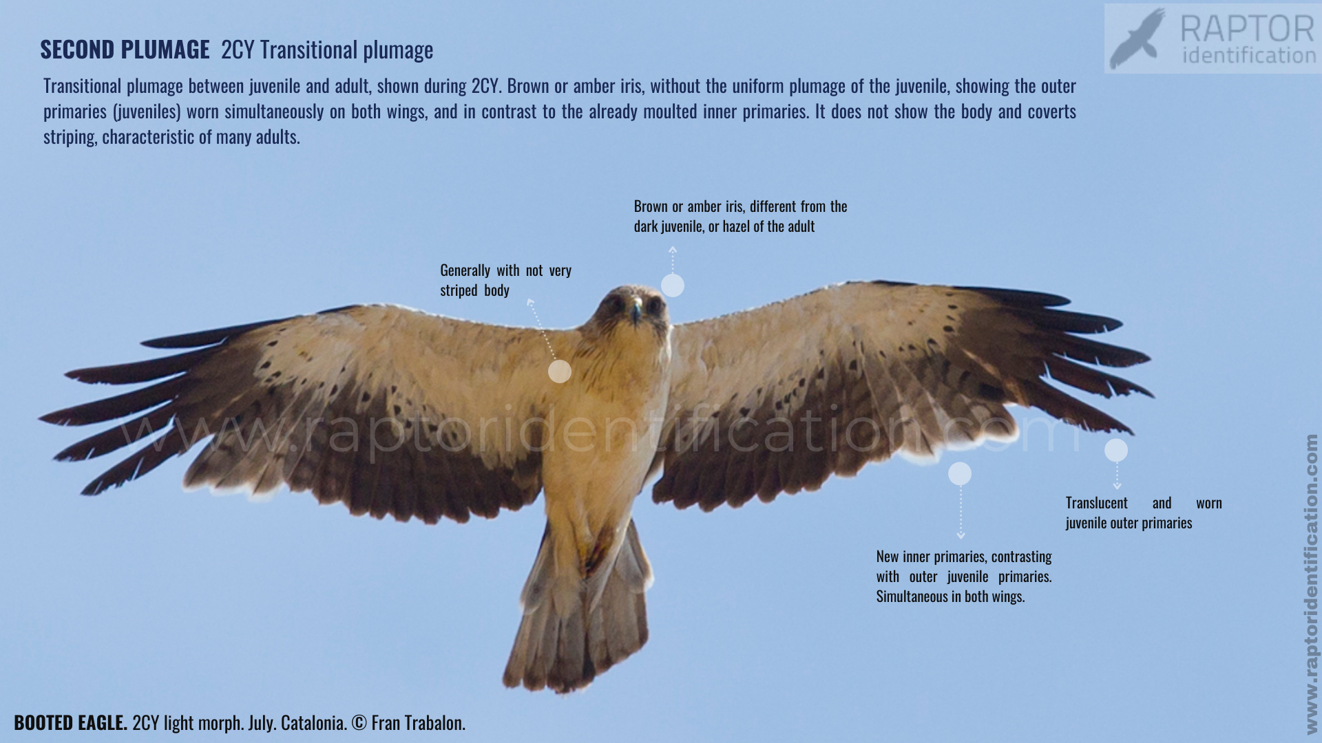 Booted-Eagle-Transitional-plumage-light-morph-identification