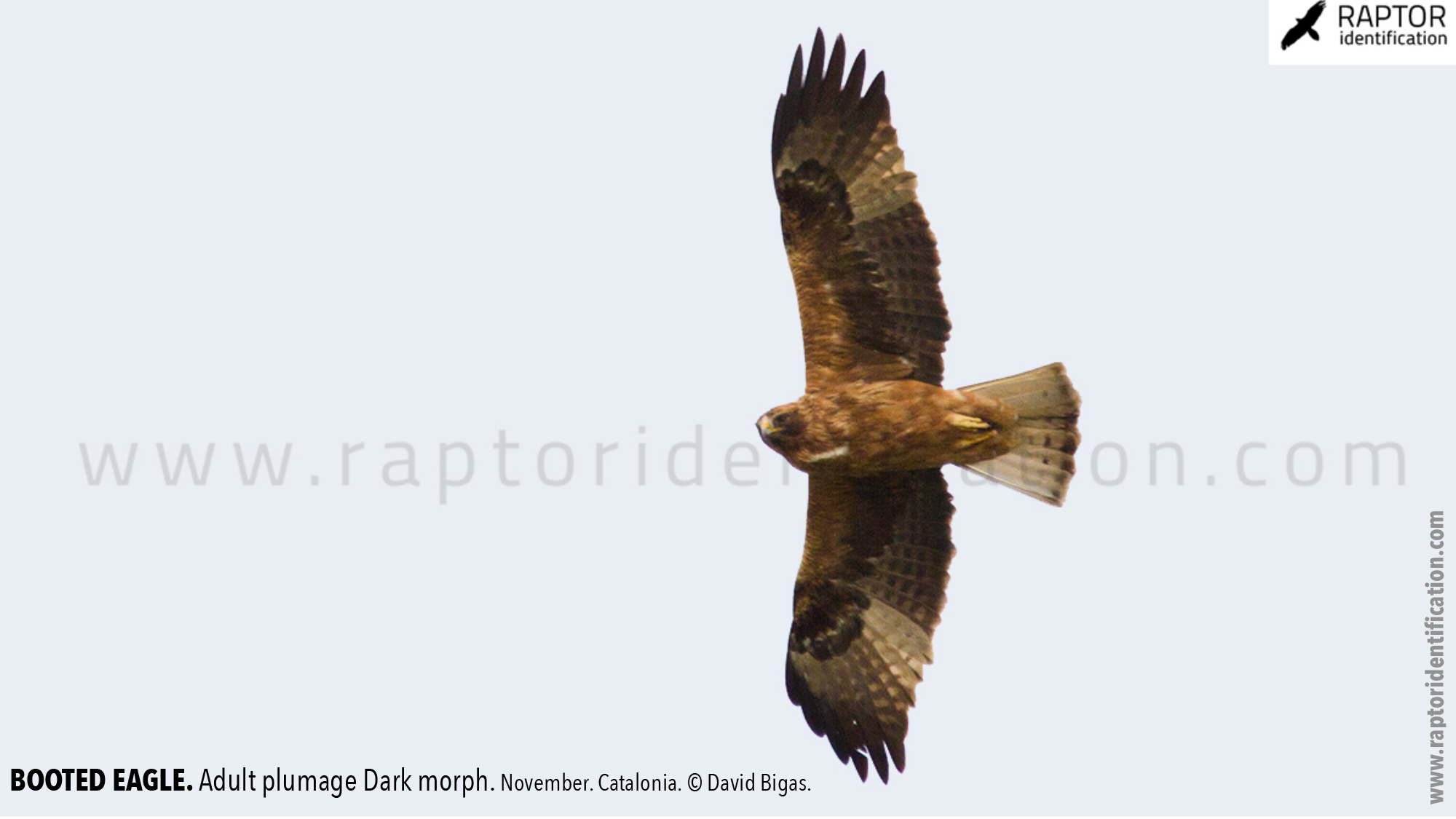 Booted-Eagle-Adult-plumage-dark-morph-identification