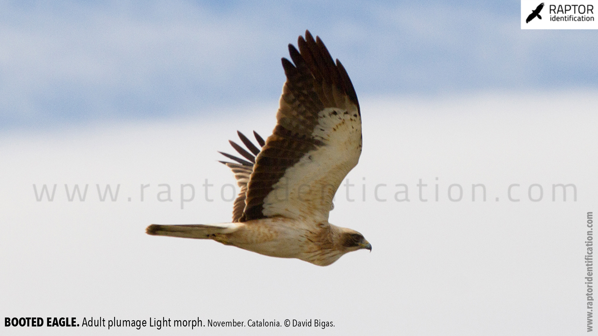 Booted-Eagle-Adult-plumage-light-morph-identification